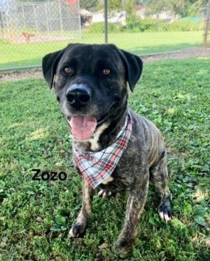 Zozo is a handsome three-year-old male black and cream brindle mix of a dog He weighs 68 pounds but