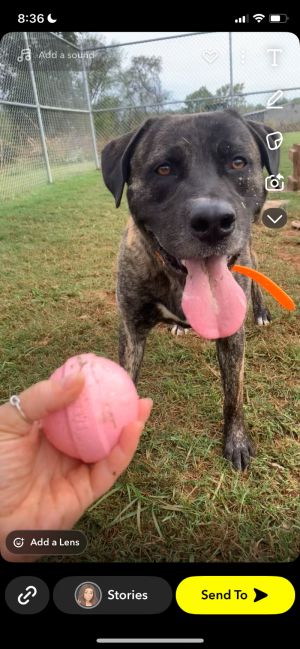 Meet ZoZo This four-year-old 68 pound mixed breed pup is smart fun and totally fetch-obsessed in