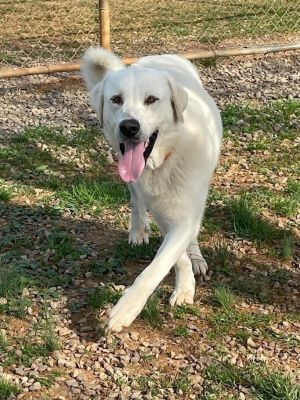 Frederick is a handsome male Great PyremeesAnatolian Shepherd fellow Hes smart and loy and weigh