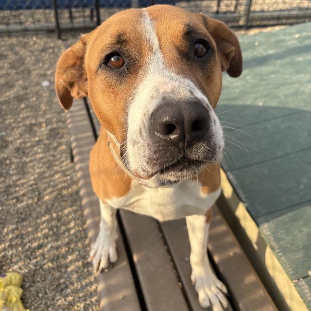 GRACIE