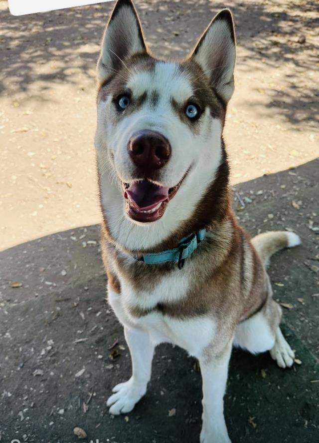 CHAKA
