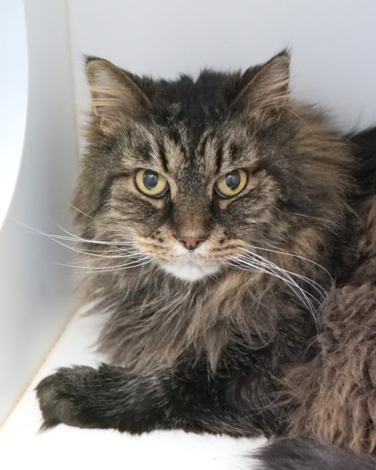 Turbo (Bonded to Maddox)