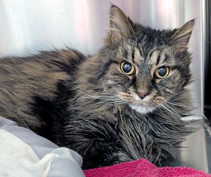 Turbo (Bonded to Maddox)