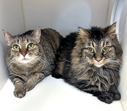 Turbo (Bonded to Maddox)