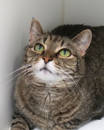 Maddox (Bonded to Turbo)