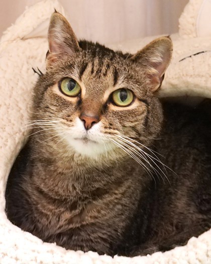 Maddox (Bonded to Turbo)