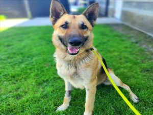 I WAS FOUND AT 2400 BLK TECHNOLOGY PL LONG BEACH CA 90810 IN LONG BEACHMy adoption evaluation dat