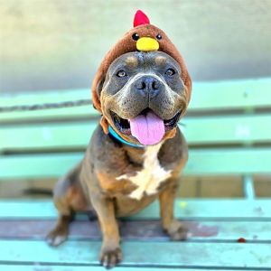 I WAS FOUND AT 00 BLK W RAFFORD ST LONG BEACH CA 90805 IN LONG BEACHMy adoption evaluation date i