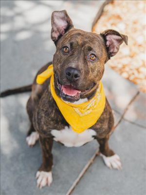 Spirit is a super friendly and sweet dog and listens well Shes very food motivated and will listen