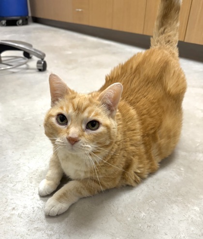 Ella, an adoptable Domestic Short Hair in Neenah, WI, 54956 | Photo Image 1