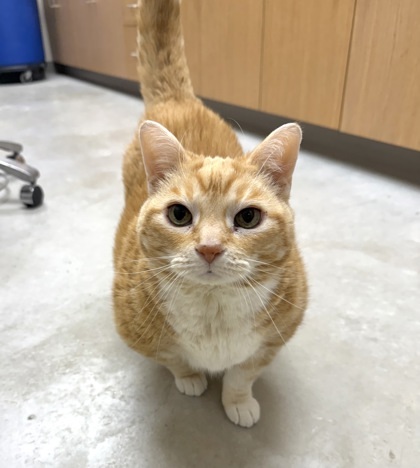 Ella, an adoptable Domestic Short Hair in Neenah, WI, 54956 | Photo Image 2