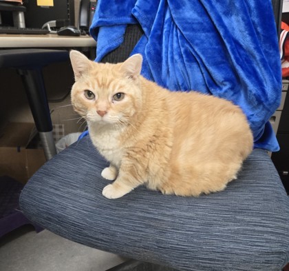 Ella, an adoptable Domestic Short Hair in Neenah, WI, 54956 | Photo Image 3