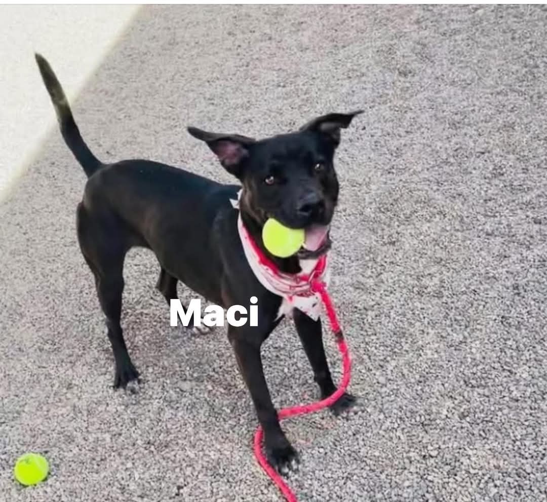 MACI MAE