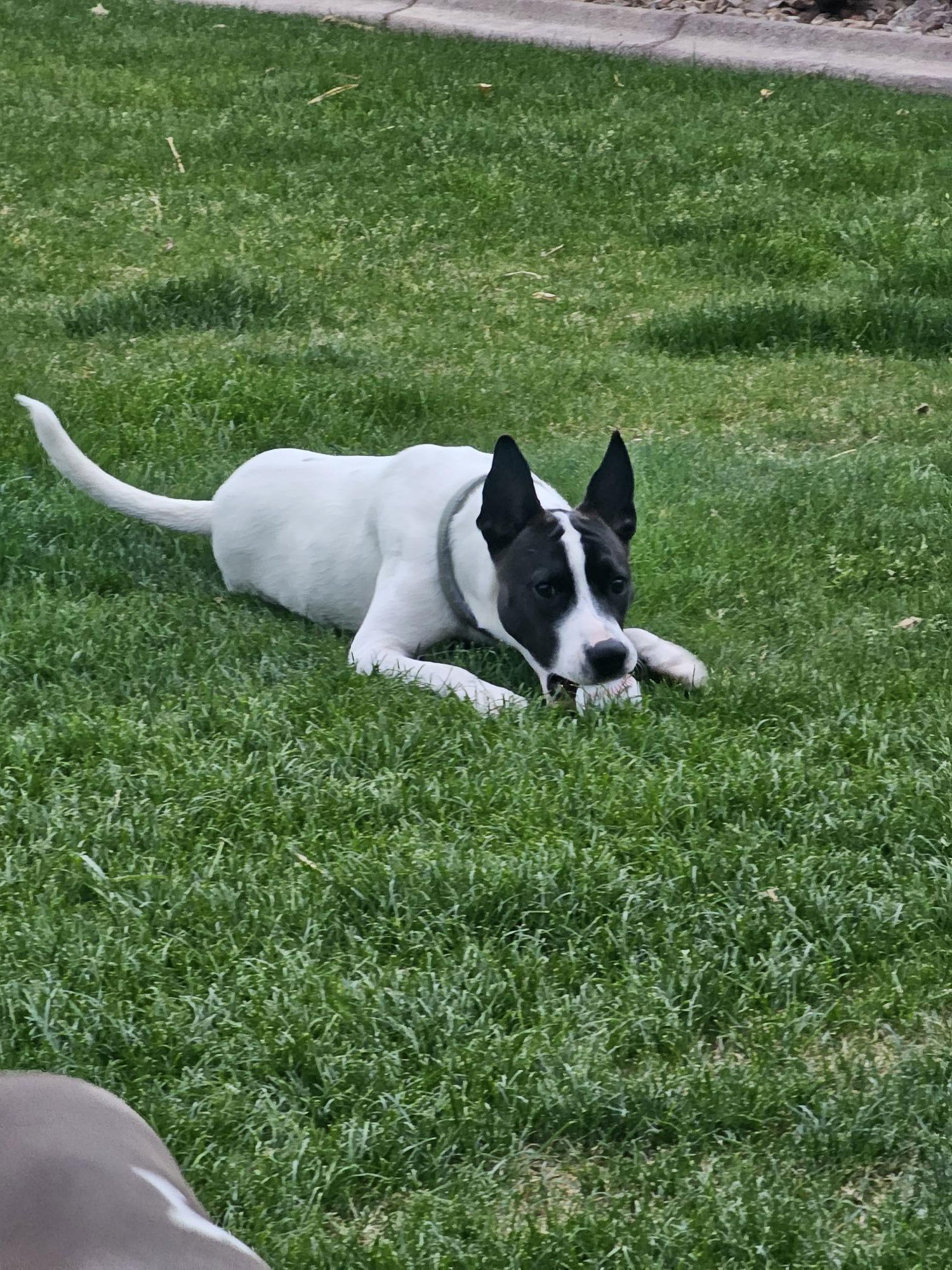 OLLIE