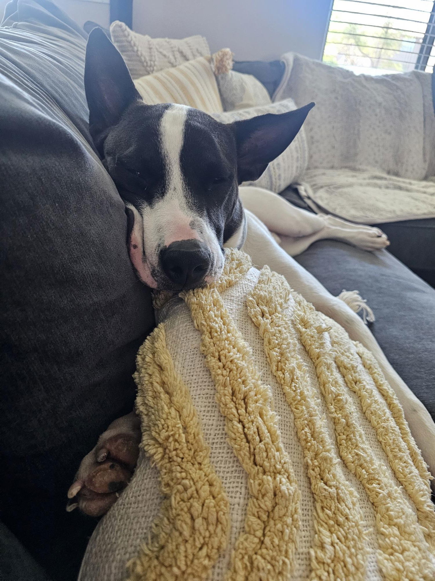 OLLIE