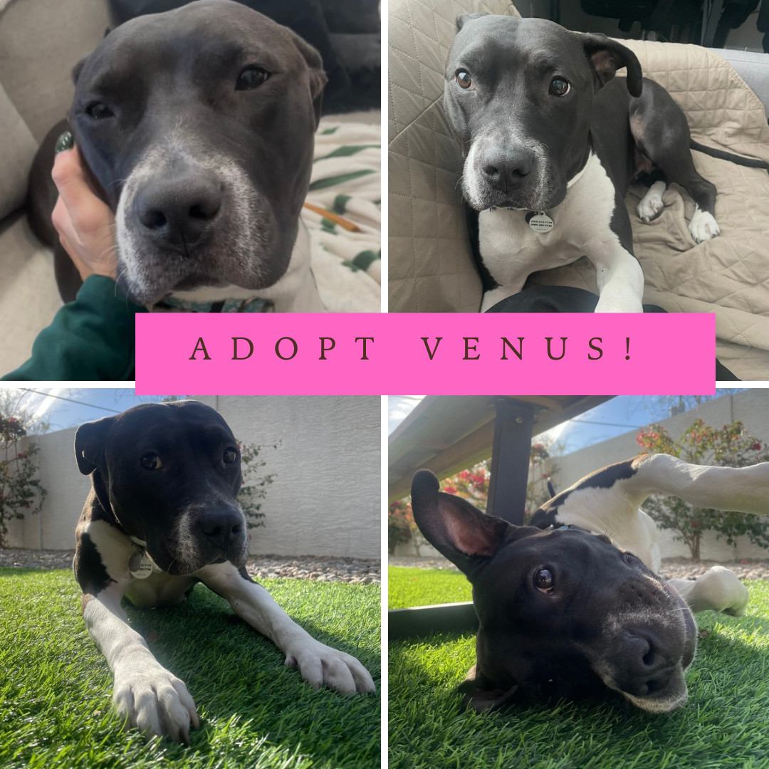VENUS