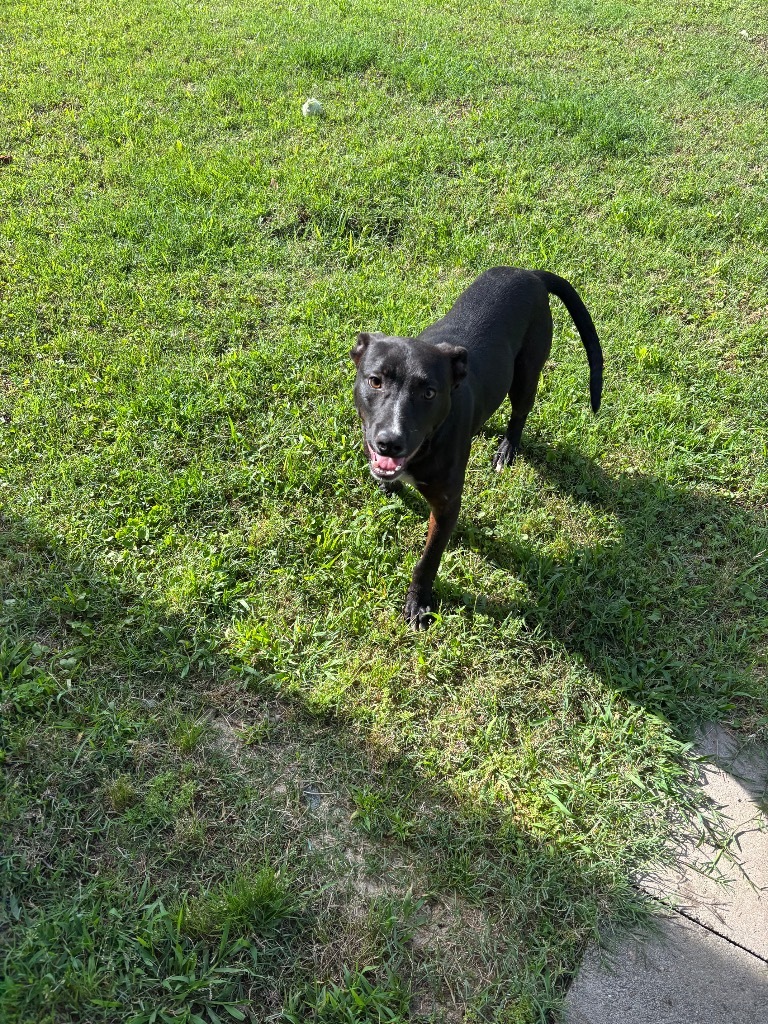 Cooper