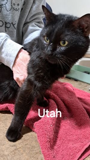 Utah, Adult Male unknown