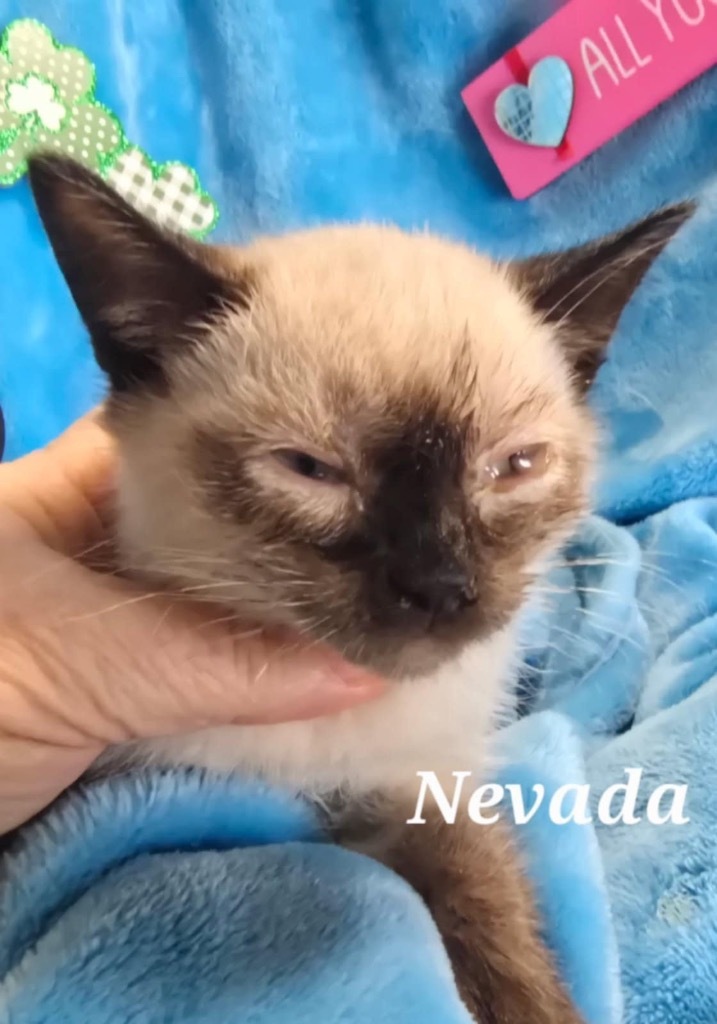 Nevada