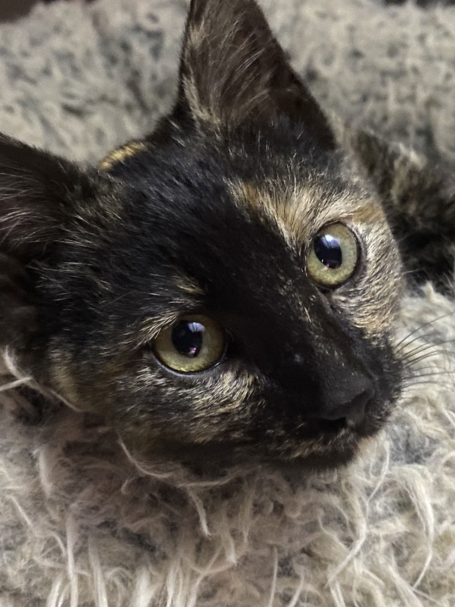 Starling, an adoptable Domestic Short Hair, Tortoiseshell in Drasco, AR, 72530 | Photo Image 1