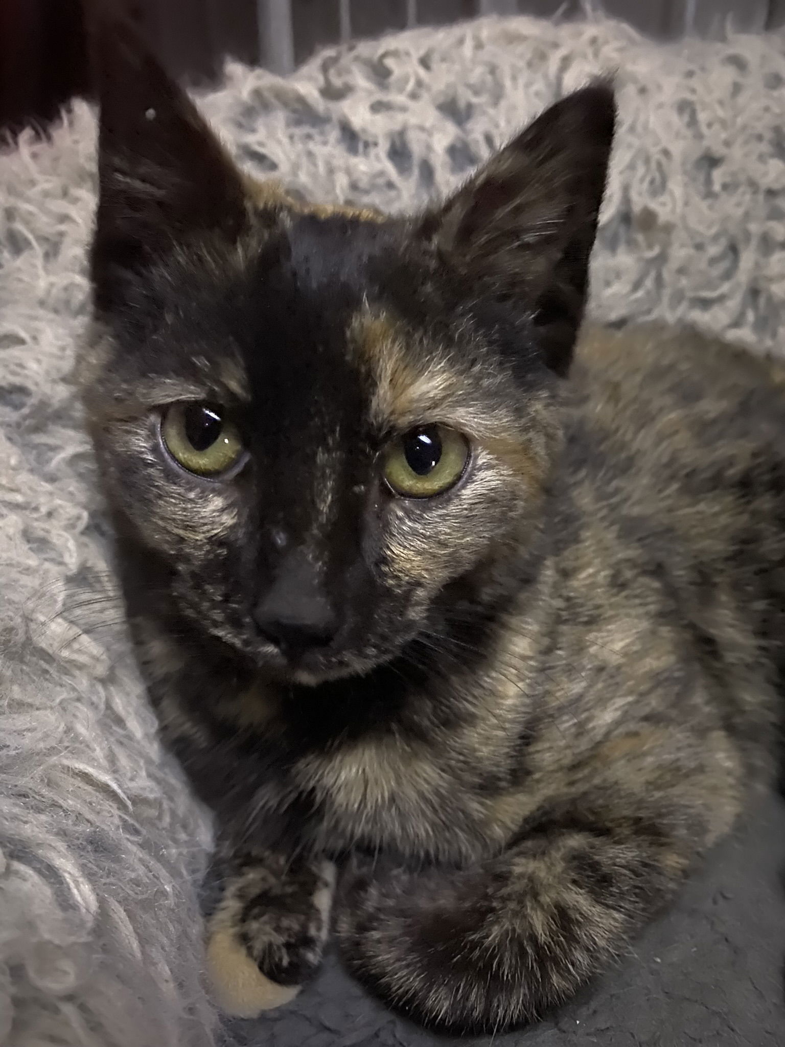 Starling, an adoptable Domestic Short Hair, Tortoiseshell in Drasco, AR, 72530 | Photo Image 2