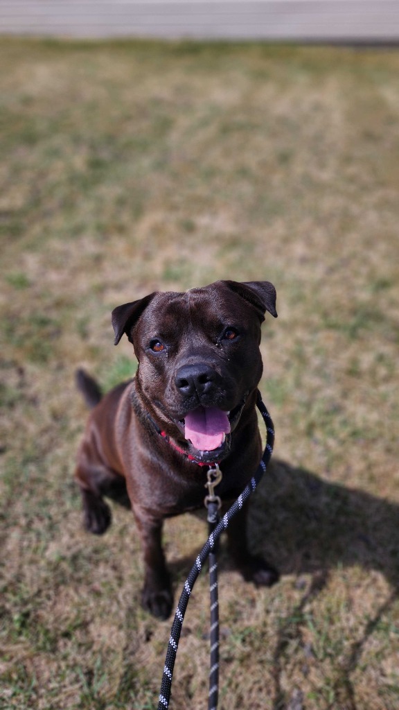 Mako, an adoptable Mixed Breed in Minot, ND, 58702 | Photo Image 1