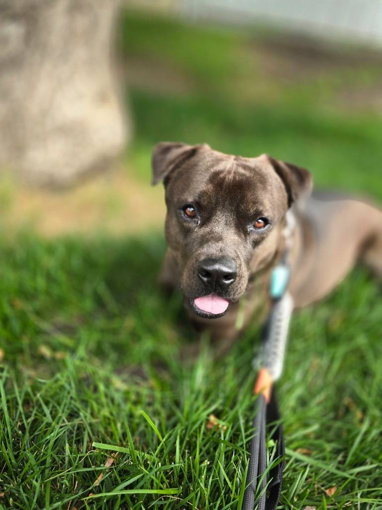 Mako, an adoptable Mixed Breed in Minot, ND, 58702 | Photo Image 1