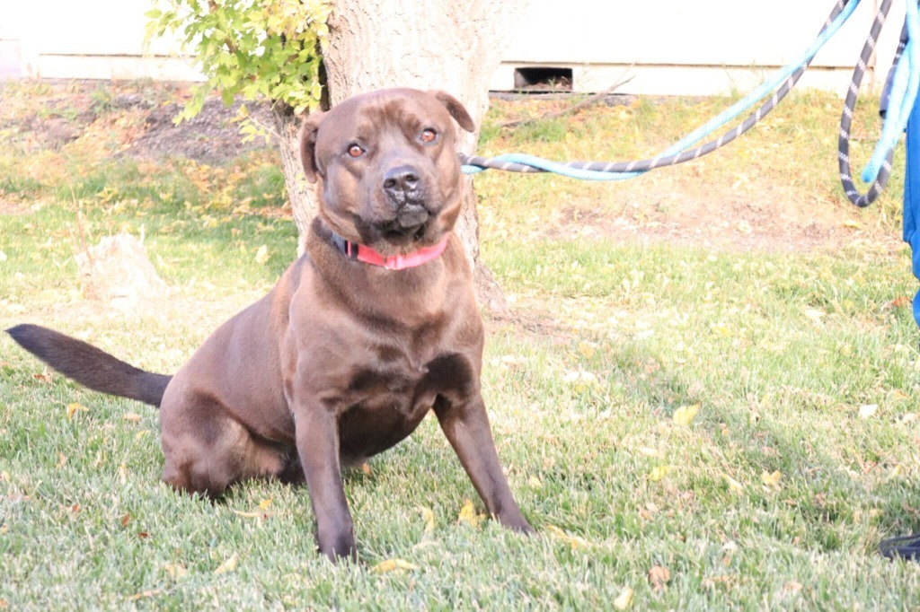 Mako, an adoptable Mixed Breed in Minot, ND, 58702 | Photo Image 1