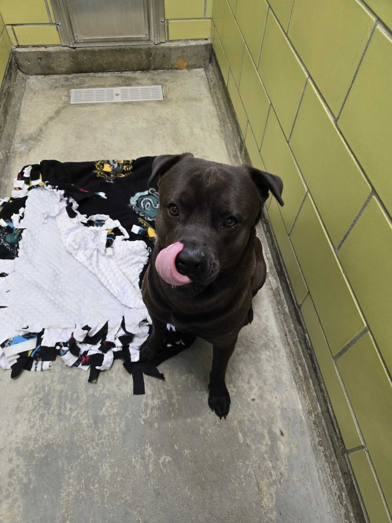 Mako, an adoptable Mixed Breed in Minot, ND, 58702 | Photo Image 2