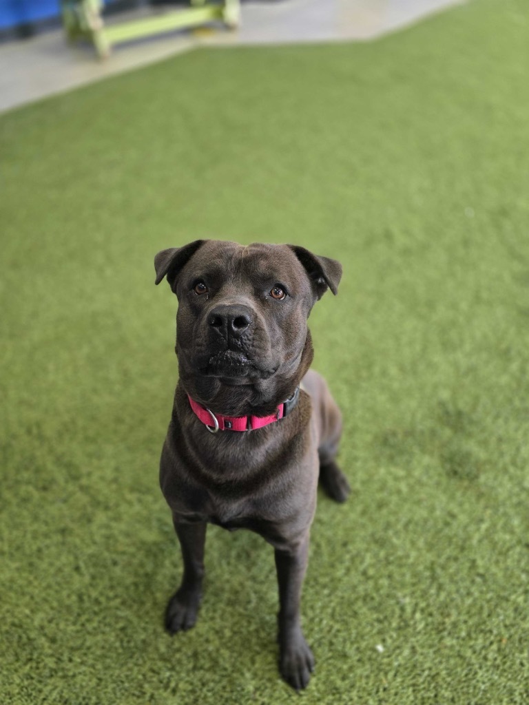 Mako, an adoptable Mixed Breed in Minot, ND, 58702 | Photo Image 3