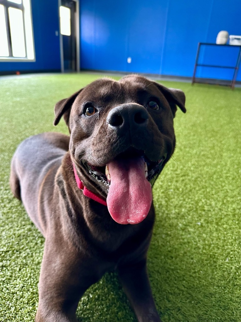 Mako, an adoptable Mixed Breed in Minot, ND, 58702 | Photo Image 4