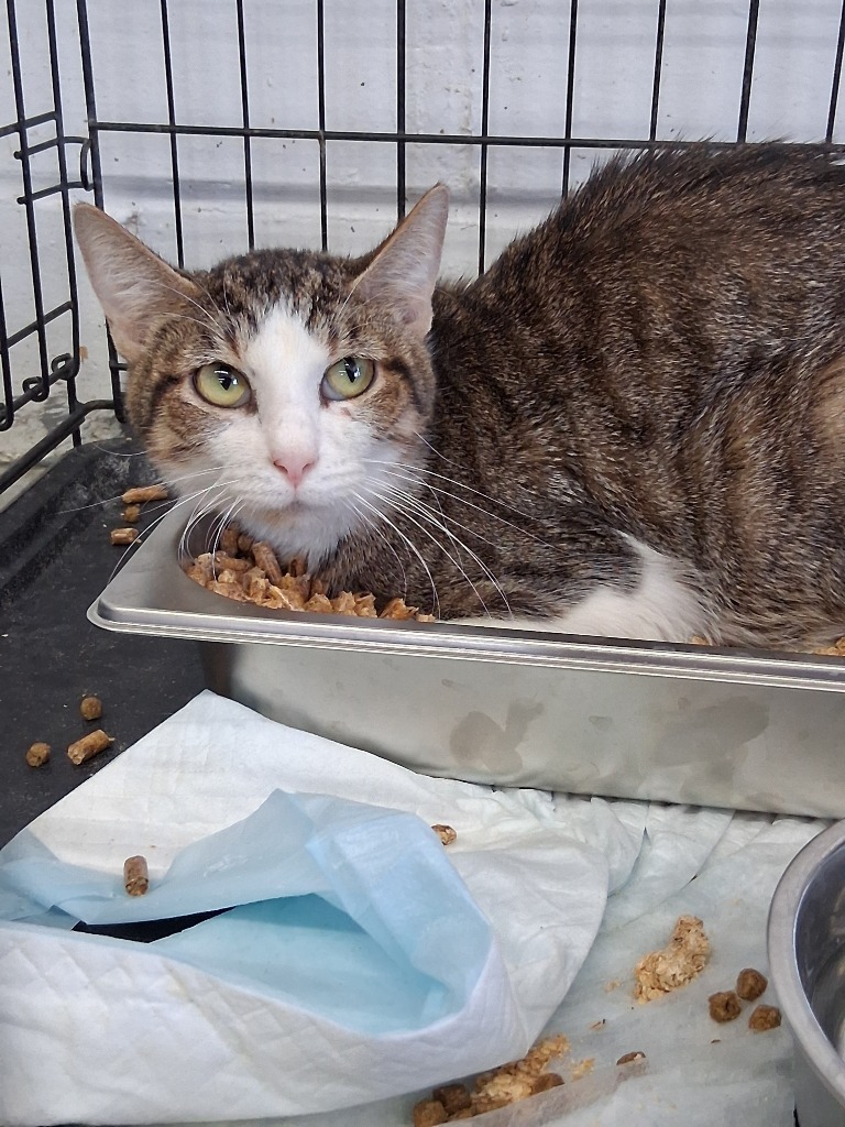 Lizzie, an adoptable Domestic Short Hair in Brownwood, TX, 76801 | Photo Image 1