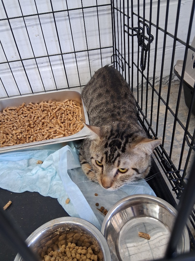 Joel, an adoptable Domestic Short Hair in Brownwood, TX, 76801 | Photo Image 1