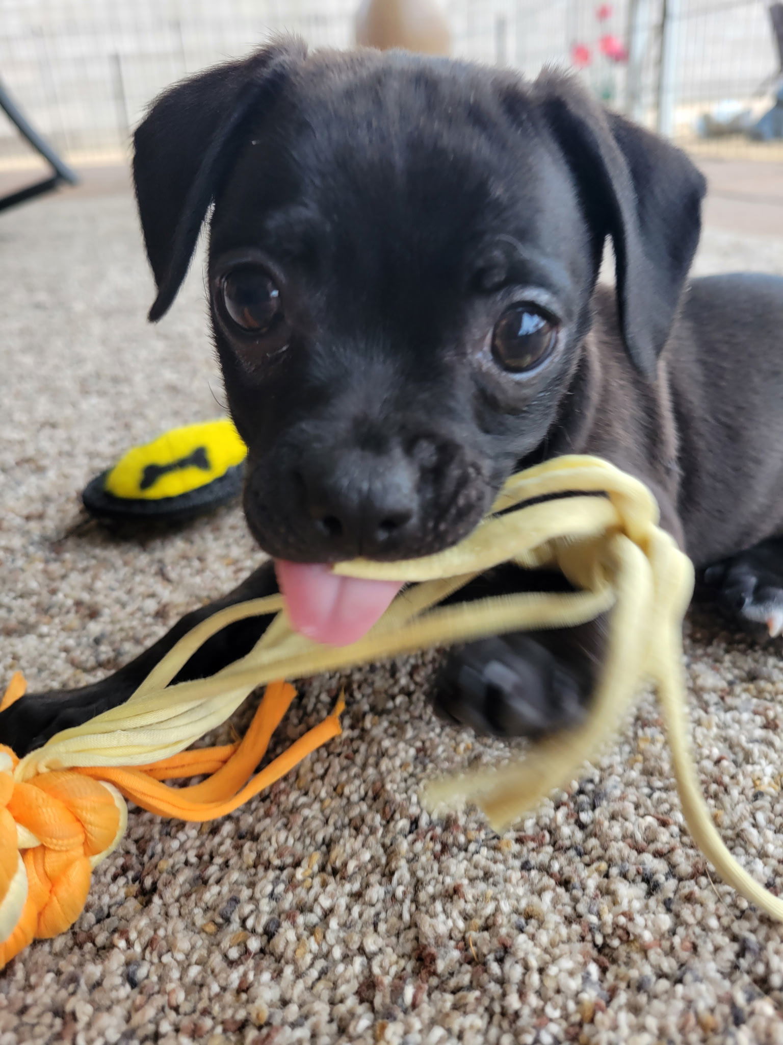 Pepper