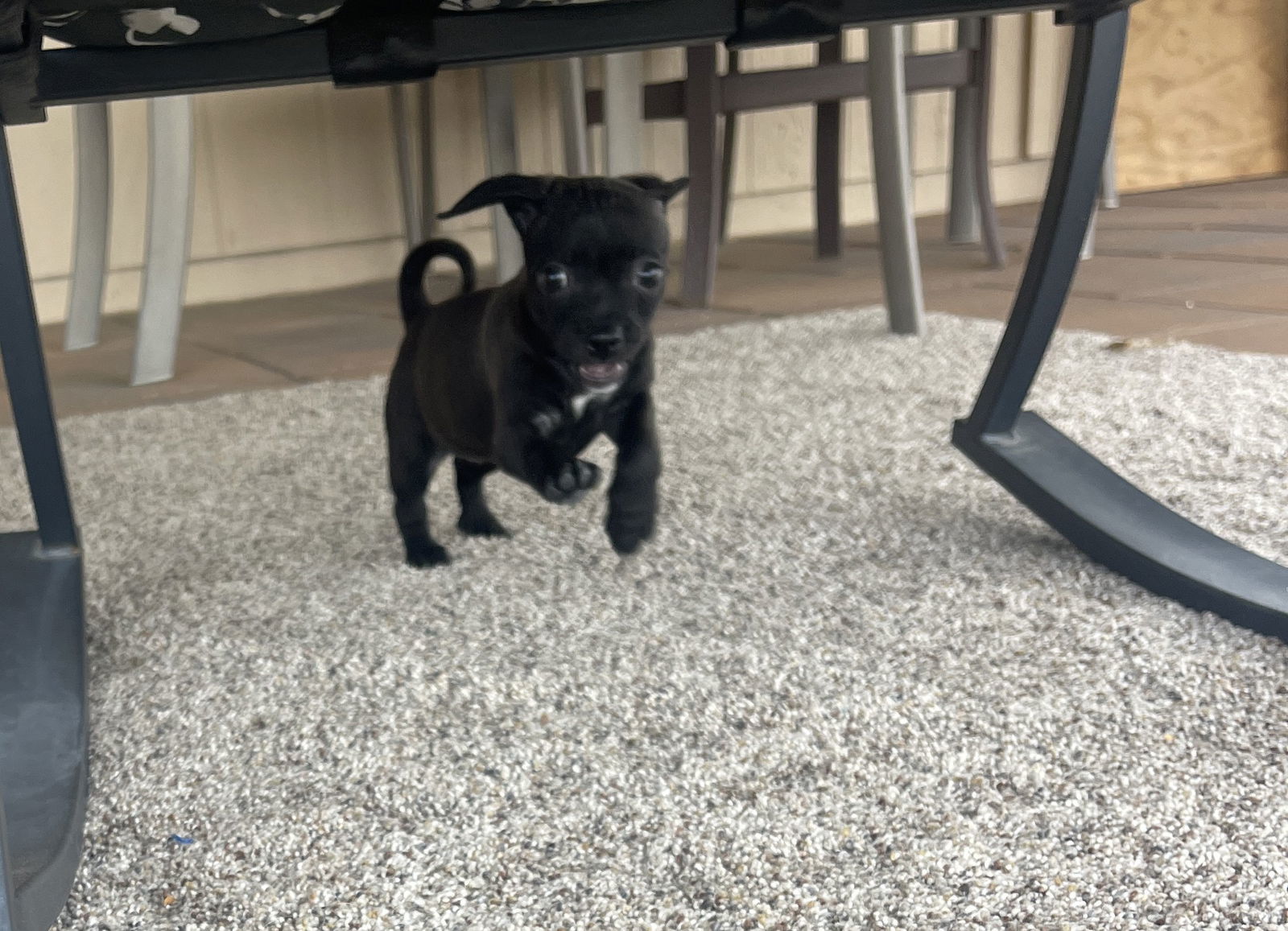 Pepper