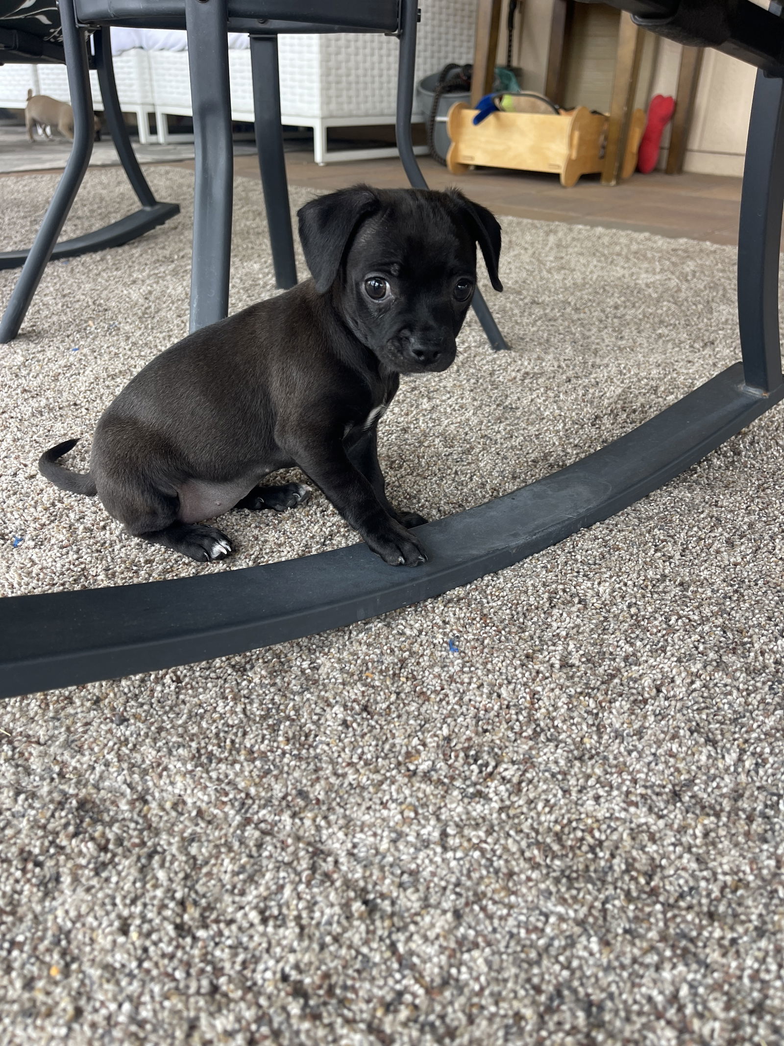 Pepper