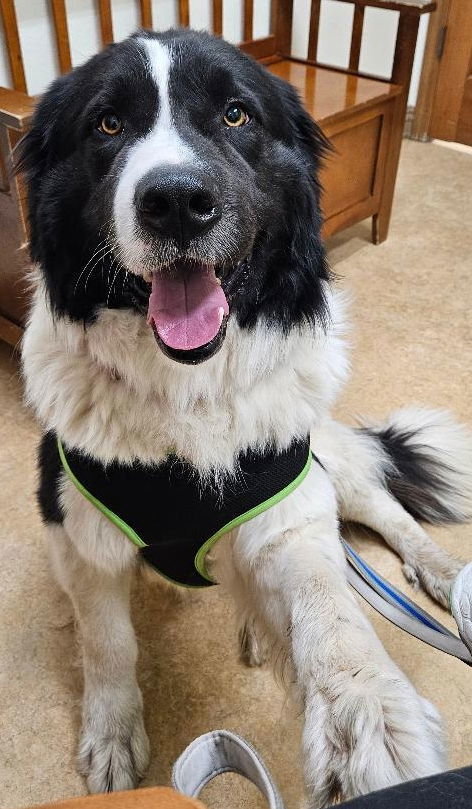 Indie, an adoptable Great Pyrenees in Hamilton, MT, 59840 | Photo Image 1