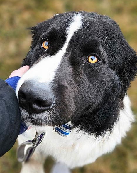 Indie, an adoptable Great Pyrenees in Hamilton, MT, 59840 | Photo Image 2
