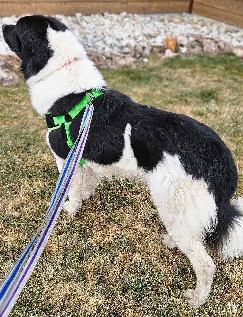 Indie, an adoptable Great Pyrenees in Hamilton, MT, 59840 | Photo Image 3