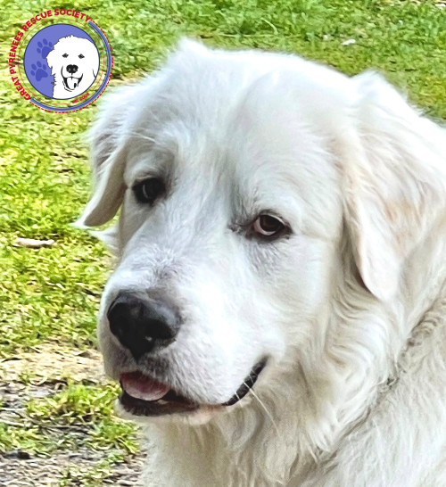 Bruno, an adoptable Great Pyrenees in Lake Stevens, WA, 98258 | Photo Image 2