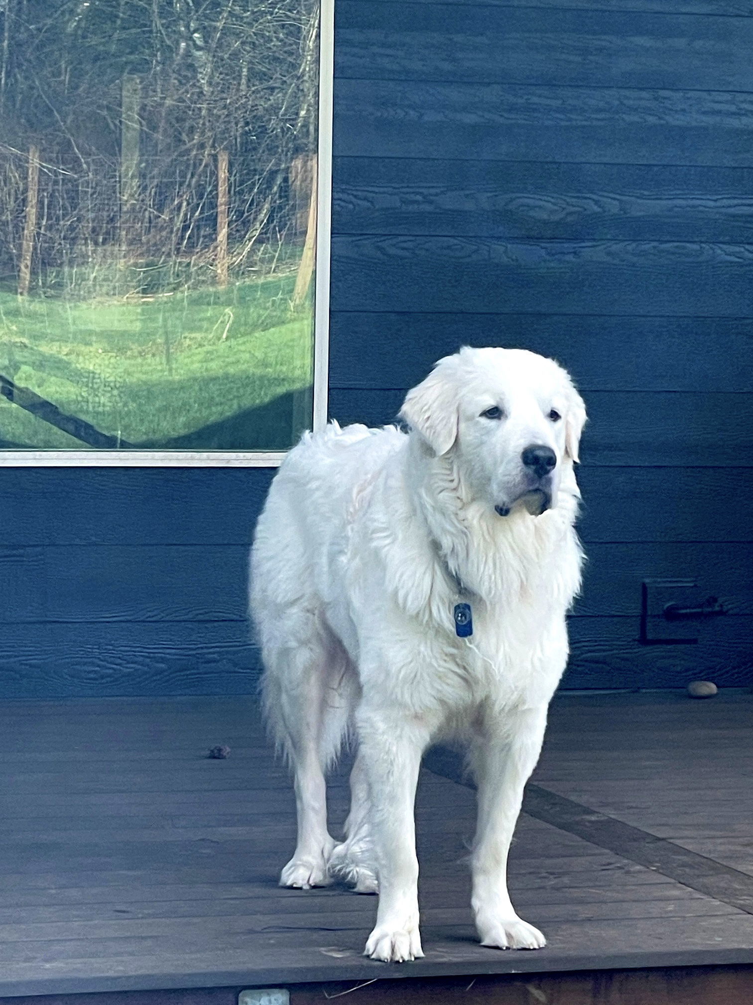 Bruno, an adoptable Great Pyrenees in Lake Stevens, WA, 98258 | Photo Image 4