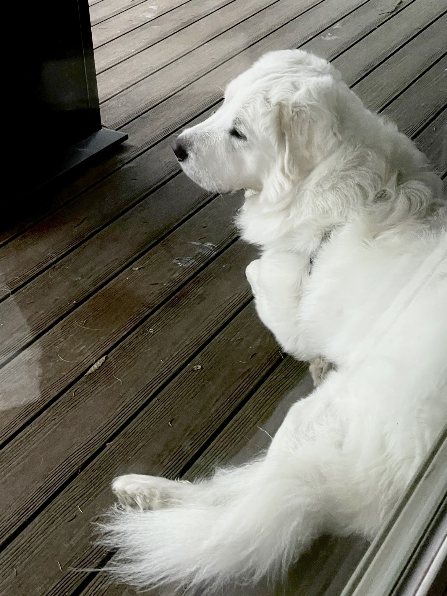 Bruno, an adoptable Great Pyrenees in Lake Stevens, WA, 98258 | Photo Image 6