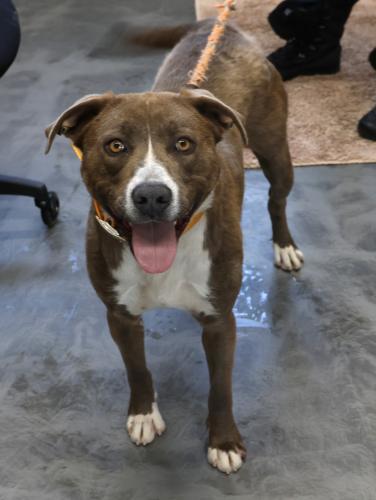 Daisy, an adoptable Shepherd in Thief River Falls, MN, 56701 | Photo Image 1