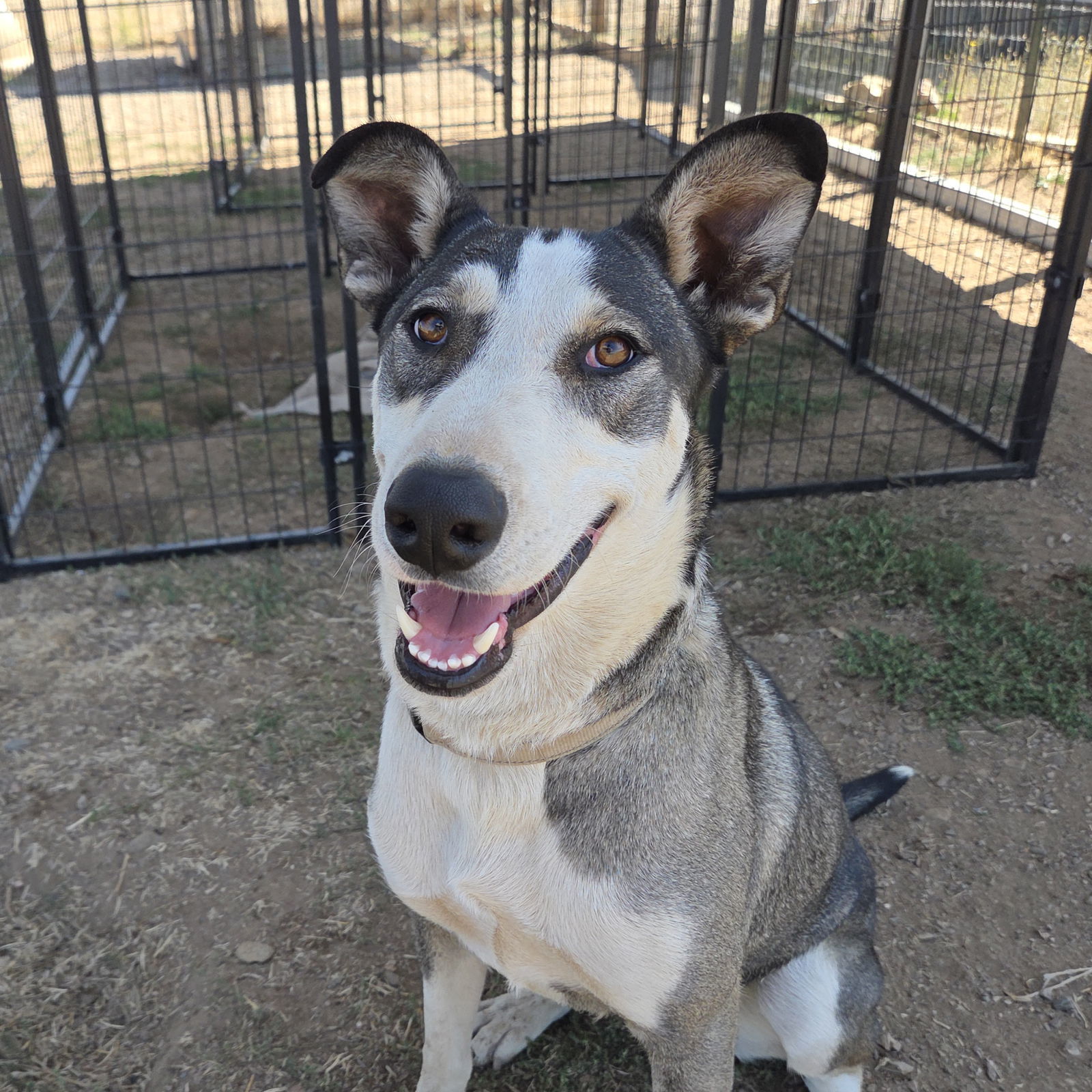Anna, an adoptable Husky, Pit Bull Terrier in Yreka, CA, 96097 | Photo Image 1
