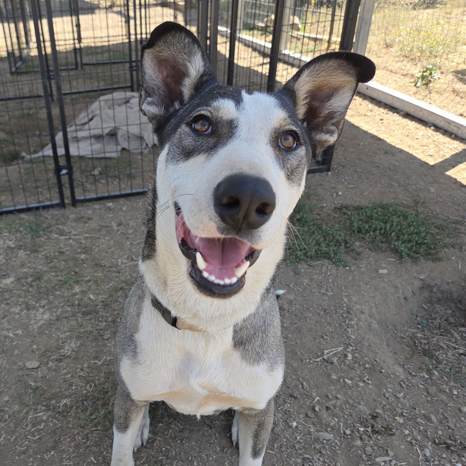 Anna, an adoptable Husky, Pit Bull Terrier in Yreka, CA, 96097 | Photo Image 2