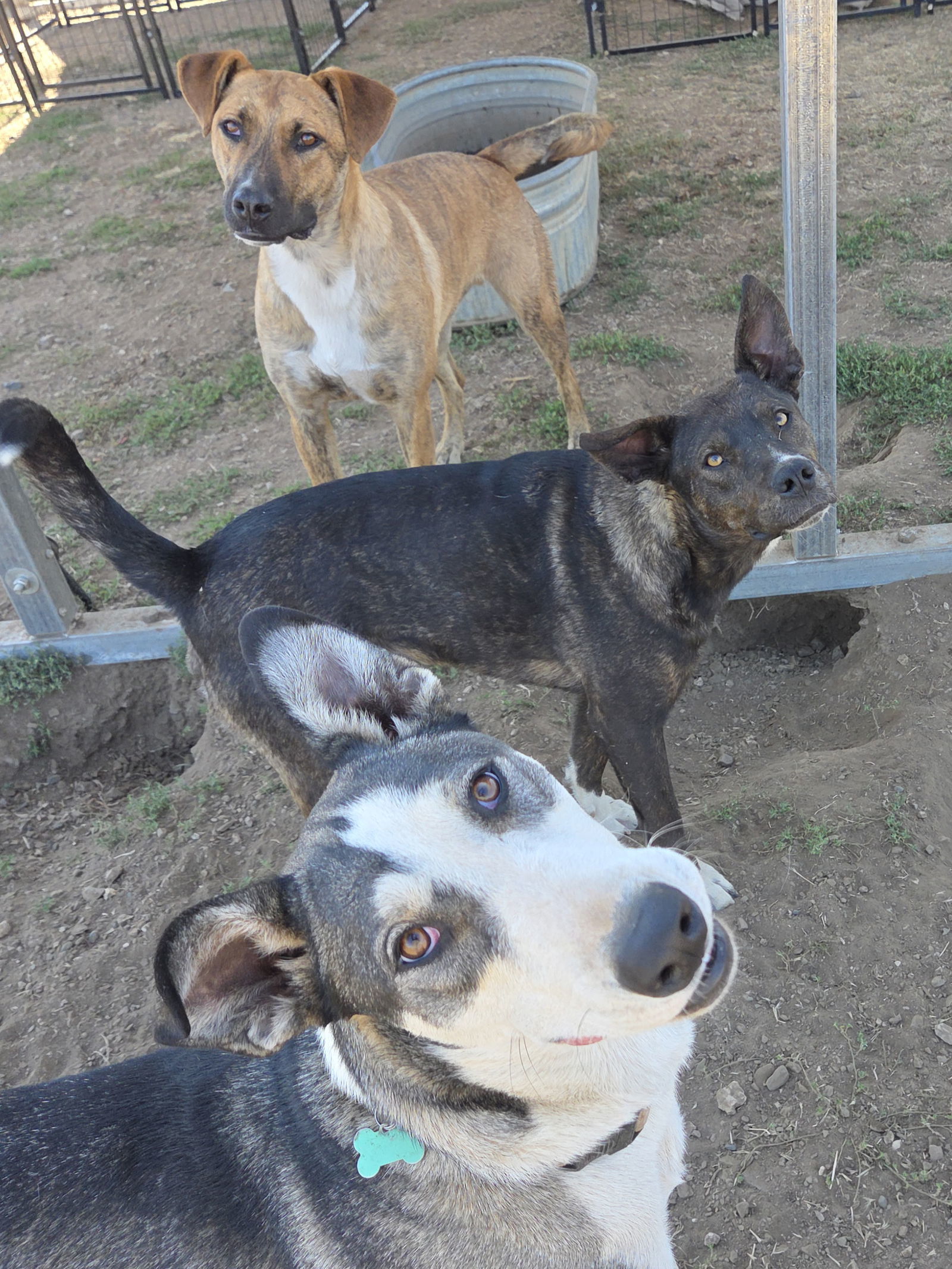 Anna, an adoptable Husky, Pit Bull Terrier in Yreka, CA, 96097 | Photo Image 3