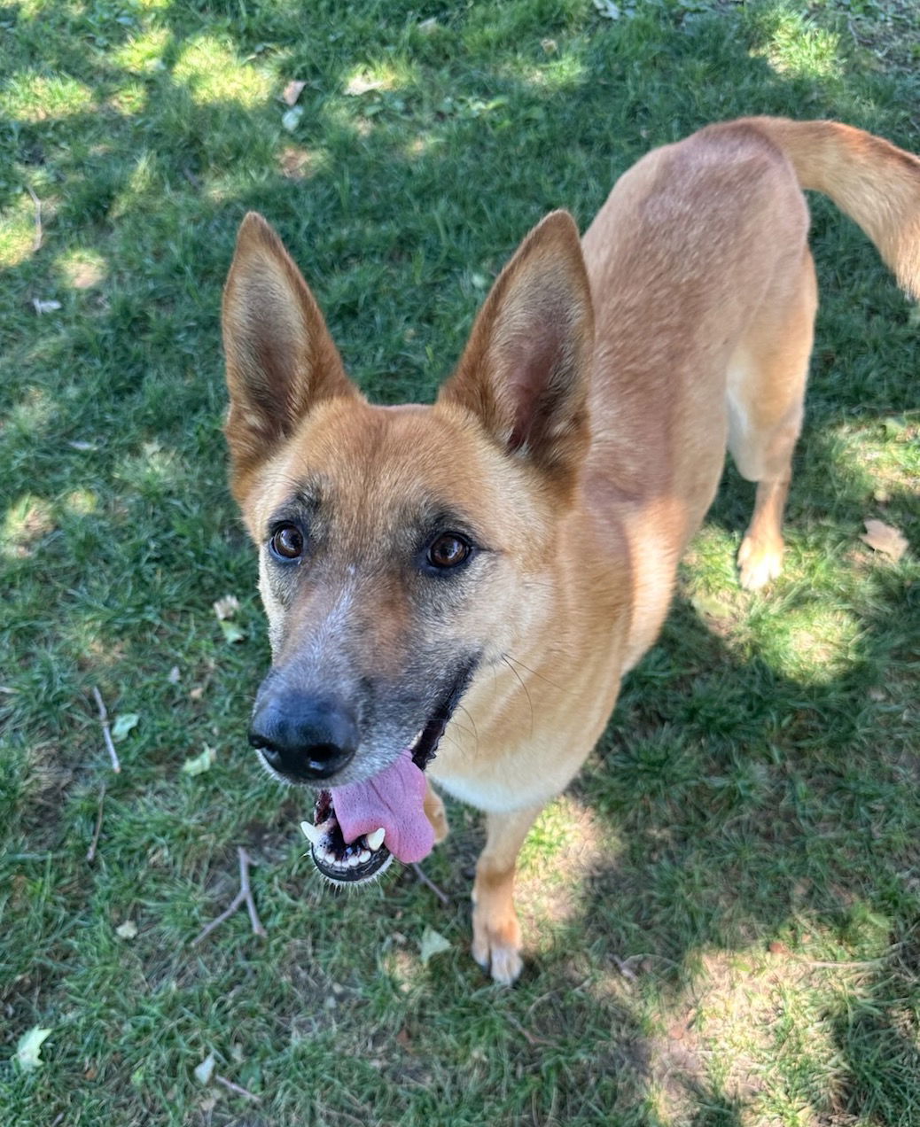 Nova