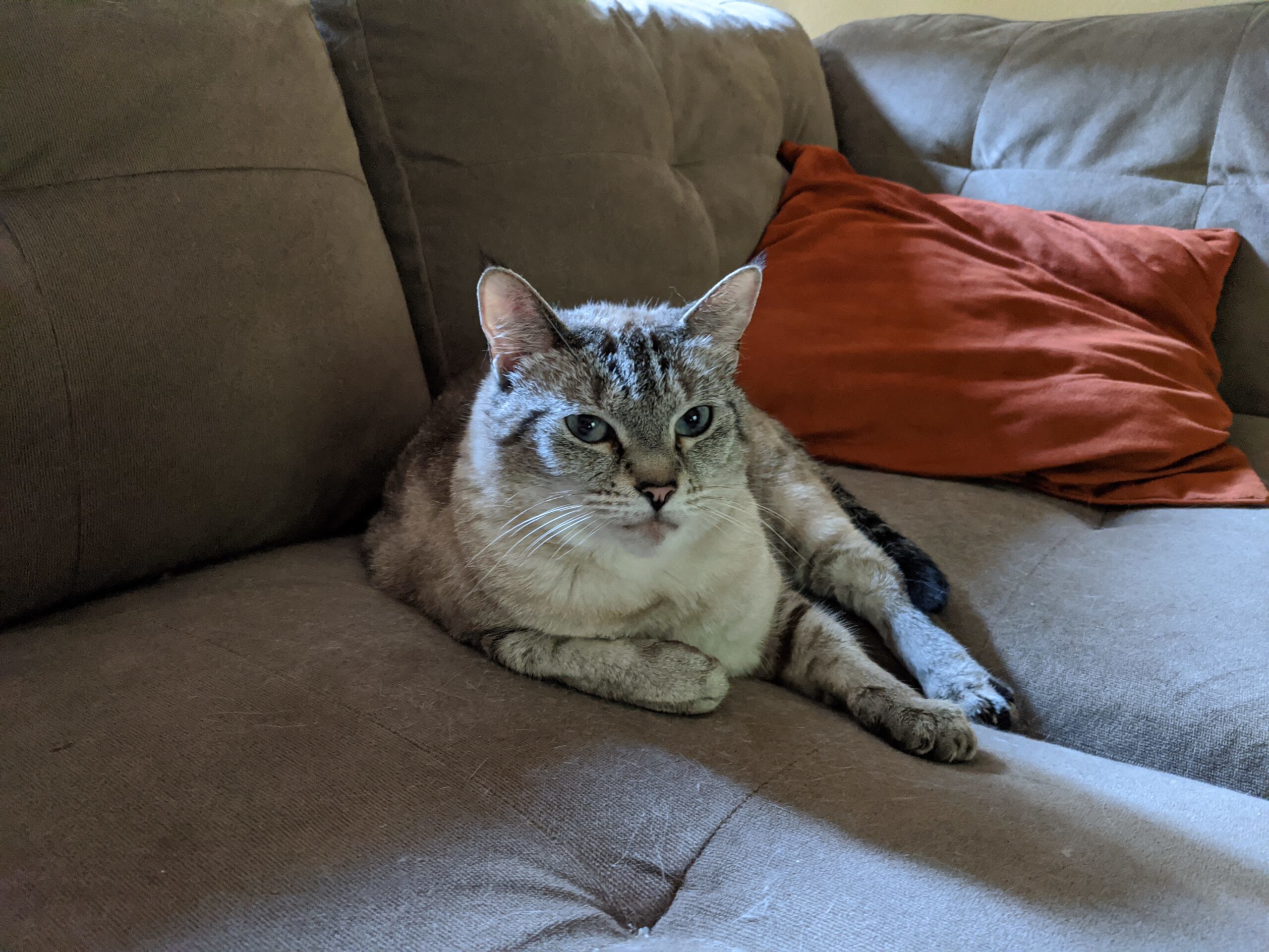 Aphrodite/Iris, an adoptable Domestic Short Hair in Redmond, WA, 98052 | Photo Image 1