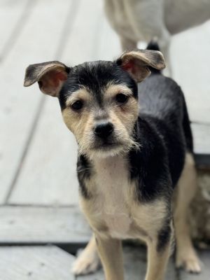 Meet Murphys Irish Stout Murphys Irish Stout is part of the Irish Beers litter He is a puppy s
