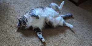 Aphrodite Psyche is the ruler of relaxation hierarch of head butts and empress of extra treats Sh